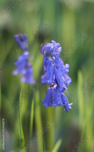 Fleur bleue des bois