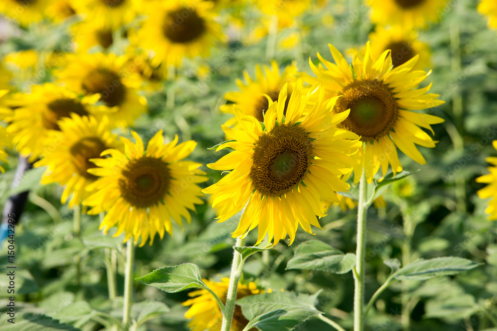 Sunflower field