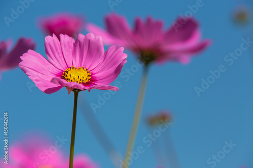 Beautiful pink flowers and Blue sky © yufagu