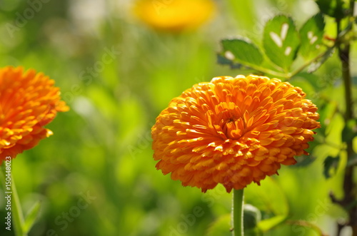 pot marigold (Calendula officinalis)