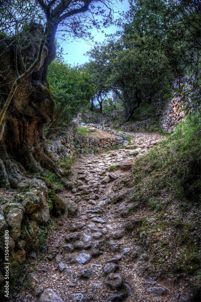 path in teh mountains