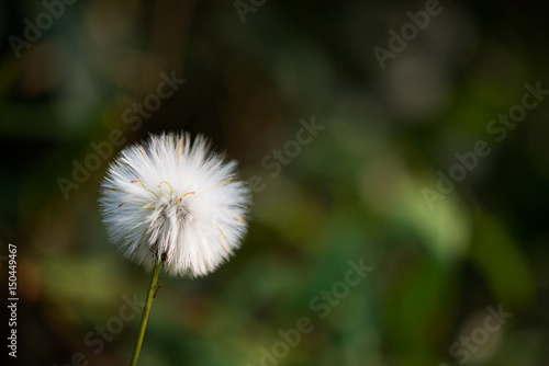 Dandelion flower with blurred nature background.