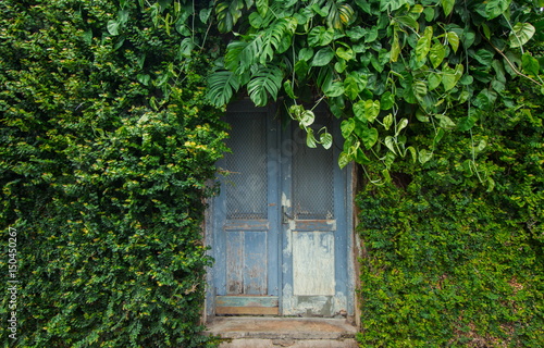 The door on the old wall in between the bushes