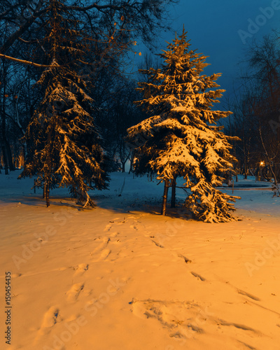 Spruce covered with snow on the alley in the park at night
