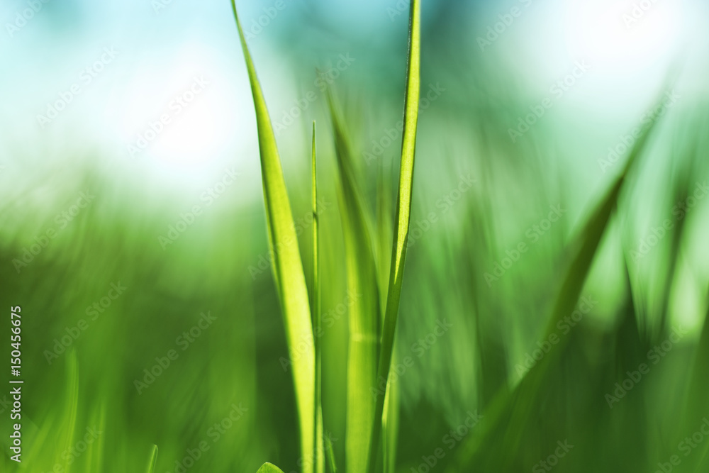 Spring grass in a Sunny day