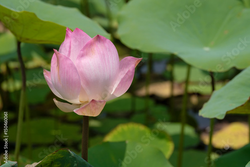 Lotus   View of lotus in the pond with sunny.