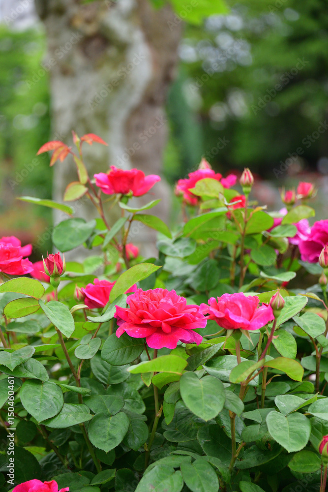 rose rose