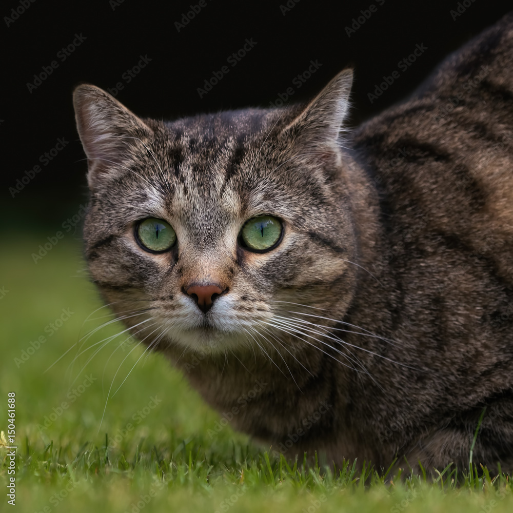 Tabby cat with big round eyes on a lawn