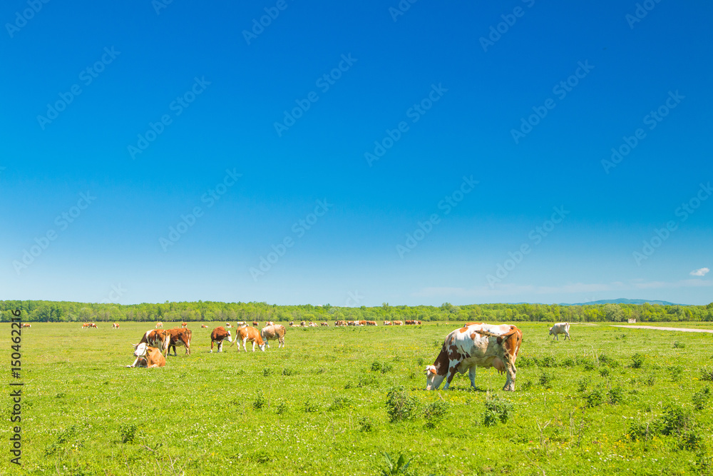 Cows and calf on farm in nature park Lonjsko polje, Croatia Cows and calf on farm in nature park Lonjsko polje, Croatia
