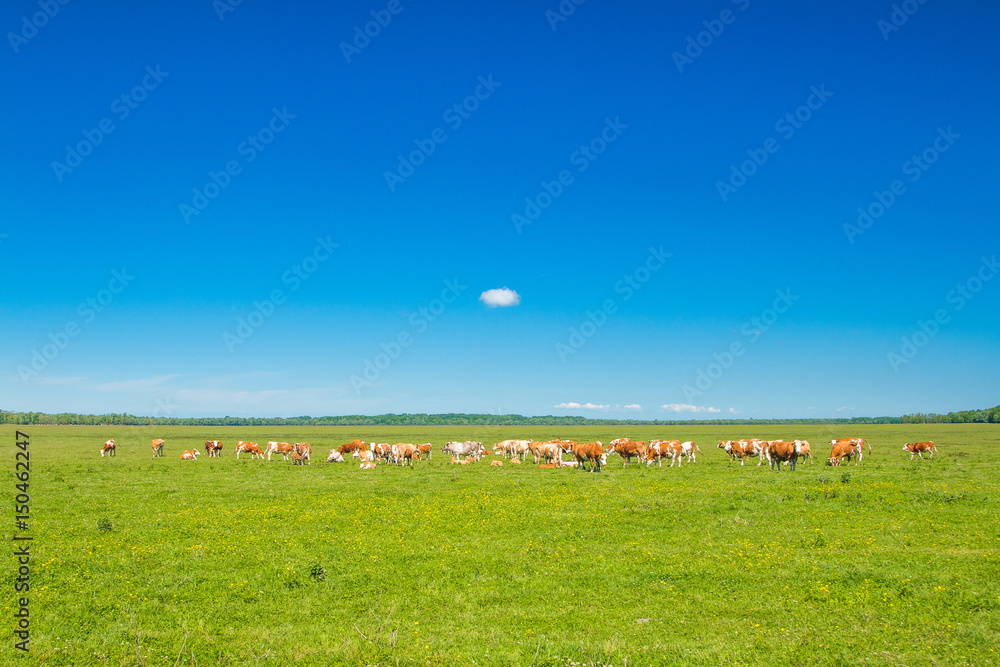 Cows and calf on farm in nature park Lonjsko polje, Croatia