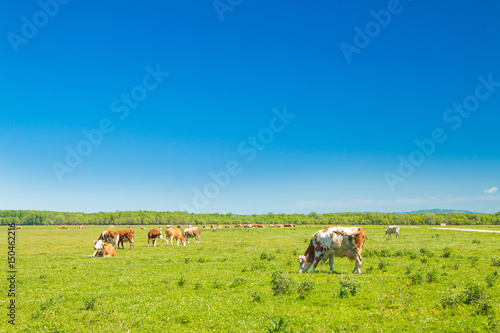 Cows and calf on farm in nature park Lonjsko polje, Croatia © ilijaa