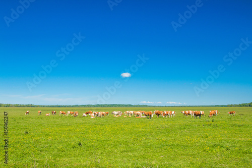 Cows and calf on farm in nature park Lonjsko polje, Croatia