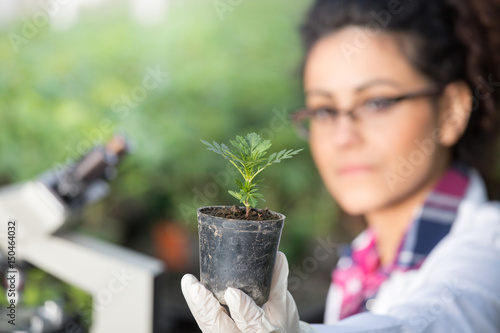 Biologist holding pot with sprout photo