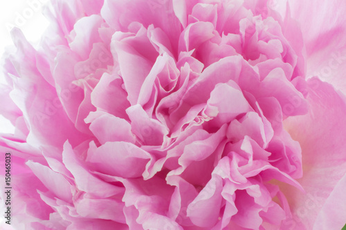 Floral background of pink tones in blur. Peony bud close