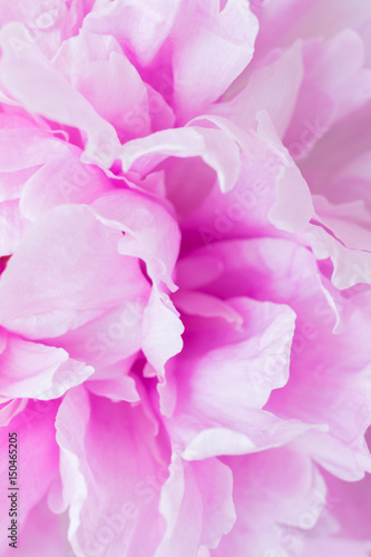 Floral background of pink tones in blur. Peony bud close © beverli