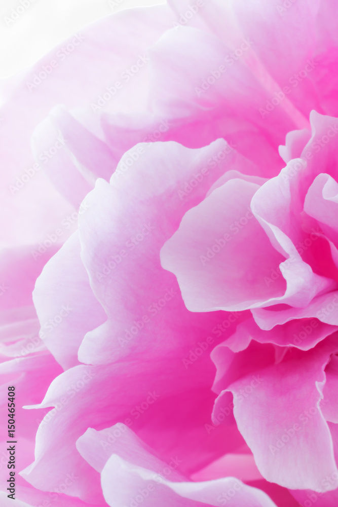 Floral background of pink tones in blur. Peony bud close Floral background of pink tones in blur. Peony bud close