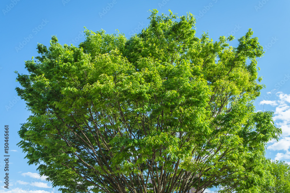 Fototapeta premium Trees in an urban park 3