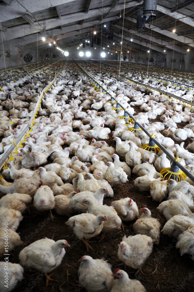 Fototapeta premium Farm for growing broiler chickens to the age of one and a half months 