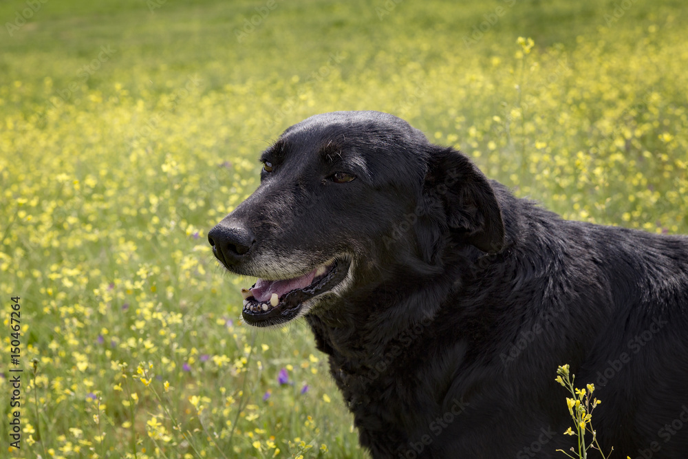Portrait of a black dog in a green field full of yellow flowers
