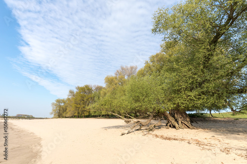 Fototapeta Naklejka Na Ścianę i Meble -  Sandy Bay Of River Rhine With Old Trees At Millingerwaard Netherlands