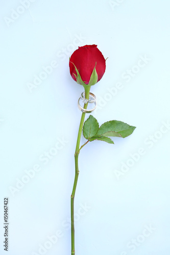 Red roses flower with wedding ring on white background.