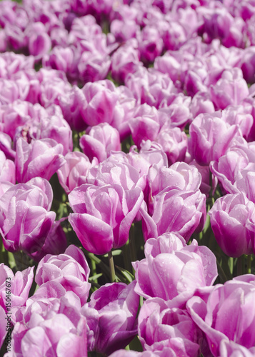 Beautiful violet tulips blooming in the garden. Plenty of purple flower background. Spring festive greeting card, floral background. Selective focus