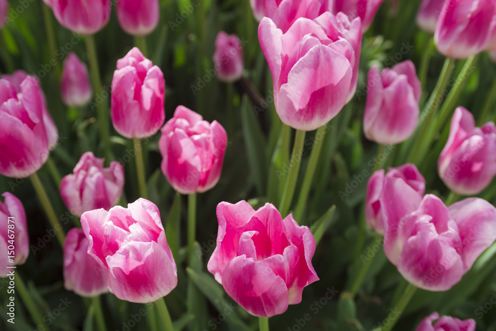 Blossom tulip, floral background, gardening. Spring holiday card, floral background. Open pink blossom tulip flower in garden. Selective focus