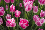 Blossom tulip, floral background, gardening. Spring holiday card, floral background. Open pink blossom tulip flower in garden. Selective focus