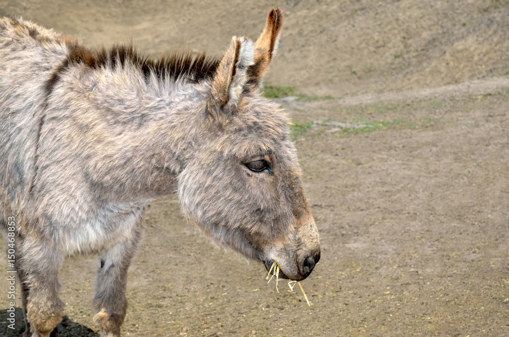 Young donkeys feed straw and grass in the zoo Young donkeys feed straw and grass in the zoo