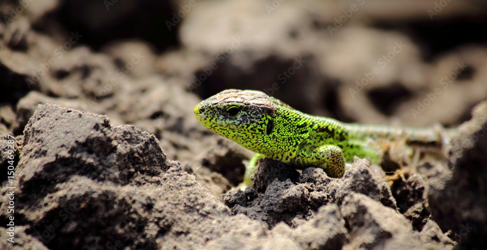 Lizard Lizard