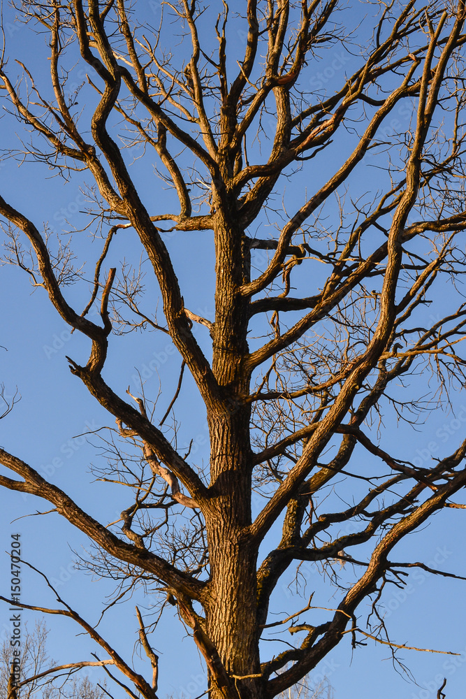 Bare branches of a tree. Branches without leaves against the blue sky Bare branches of a tree. Branches without leaves against the blue sky