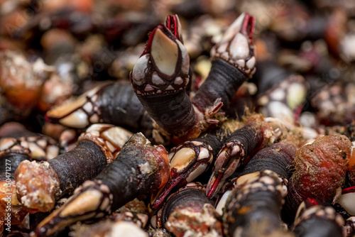 Percebes de galicia en mercado para la venta