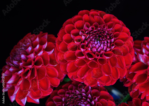Fototapeta Naklejka Na Ścianę i Meble -  A bunch of red garden dahlias on black.