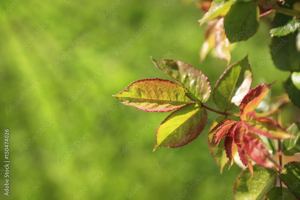 Branch of green roses leaves and sunlight.