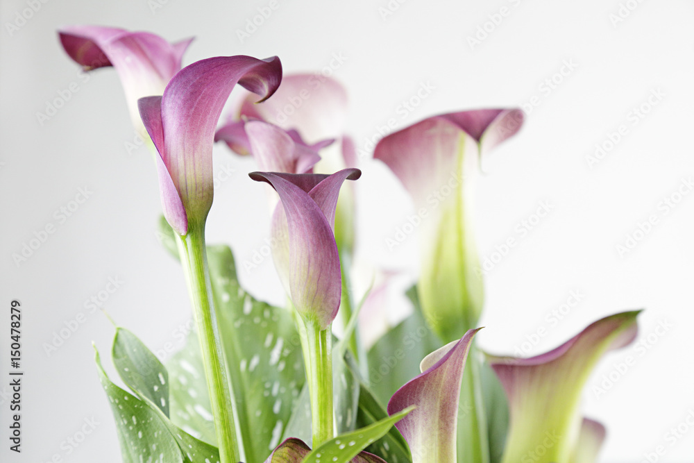 Fototapeta premium Zantedeschia aethiopica