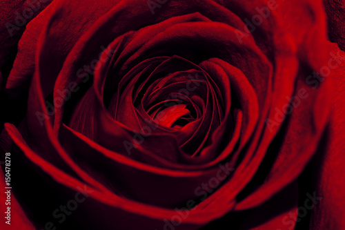 Extreme Close-Up Of Beautiful Red Rose