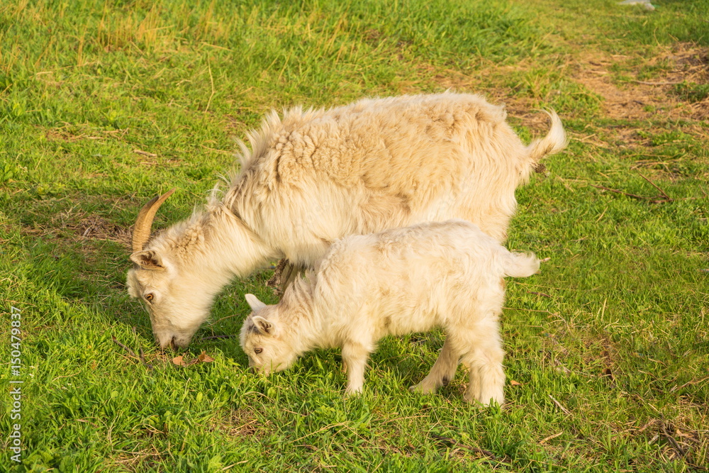 Obraz premium Goat and little goat graze on the green lawn