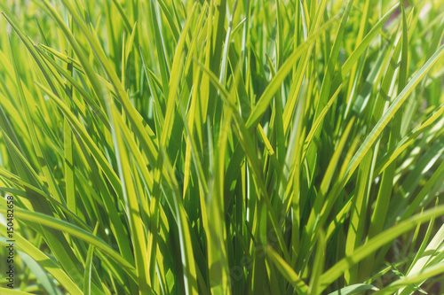 Background of green grass