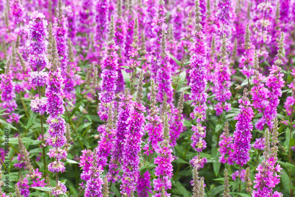 Fototapeta premium Pink salvia flowers background