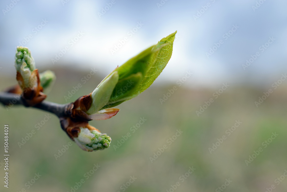 Obraz premium Tree branch with buds on spring