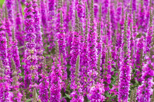 Pink salvia flowers background