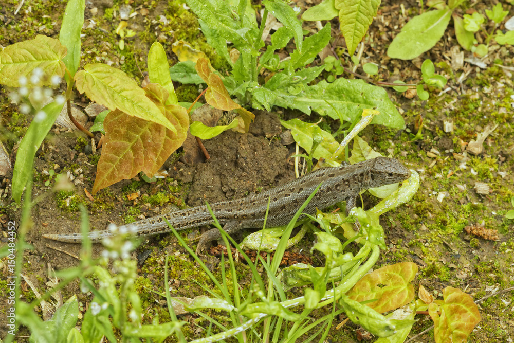 Lizard (Lacerta agilis) in a nature