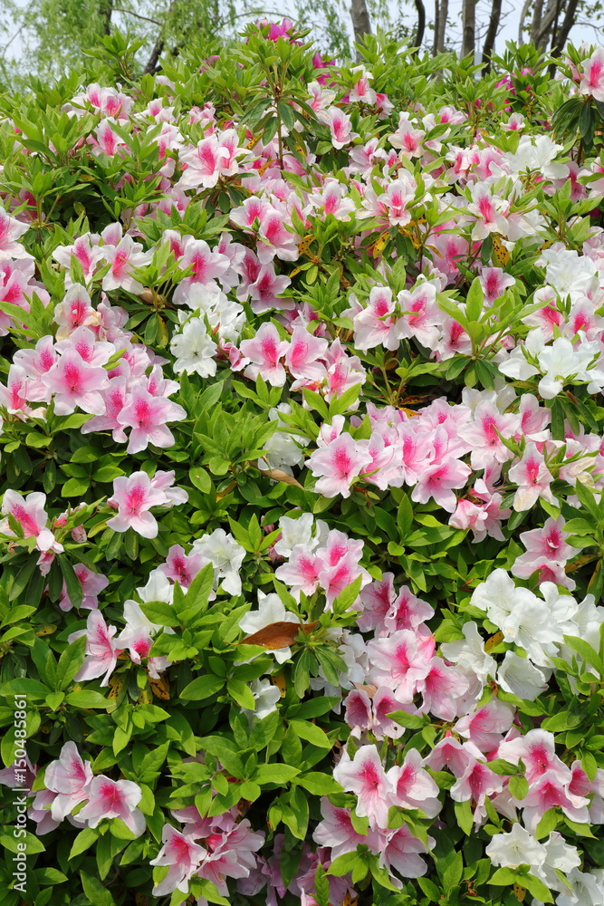 Obraz premium azalea