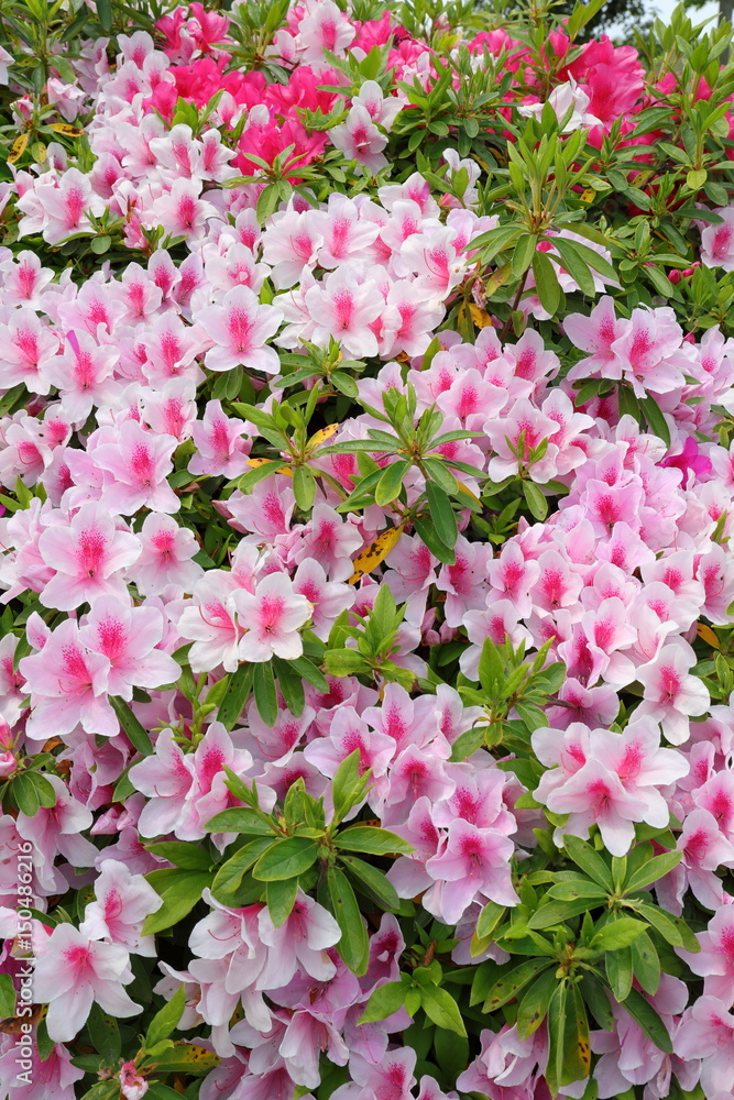 azalea azalea