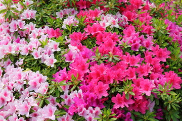 Acrylglasbilder Azalee Azaleenblüten in voller Pracht  © HIROSHI H