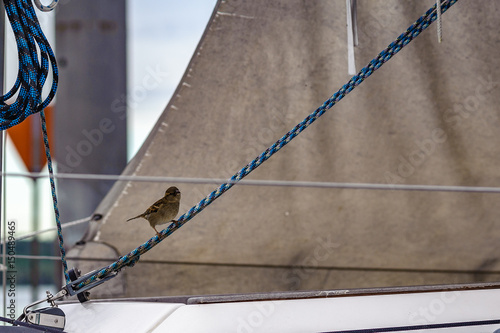 Spatz auf Segelboot