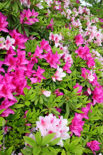 Wallpaper Mural azalea Torontodigital.ca