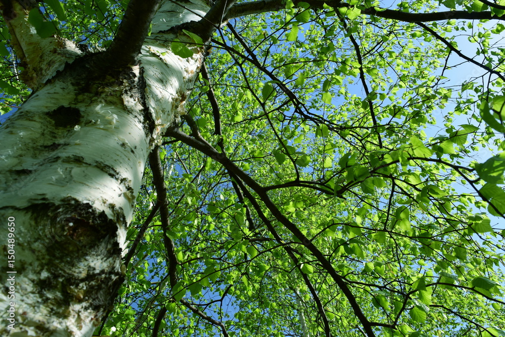 Fototapeta premium 新緑の白樺