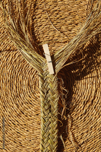 Esparto halfah grass used for crafts basketry photo