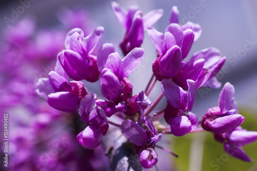 Cercis European, Eastern mahogany photo